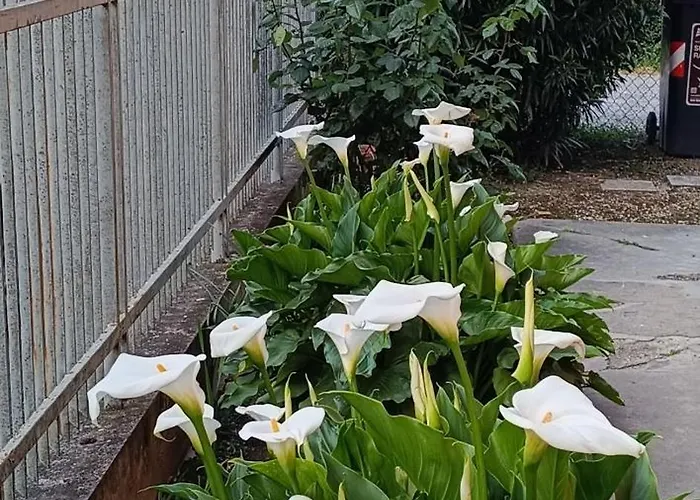 Armonia Πανσιόν