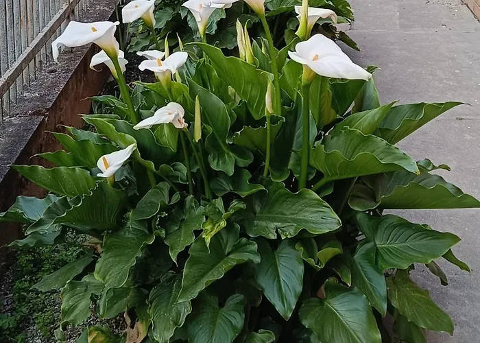 Armonia Πανσιόν